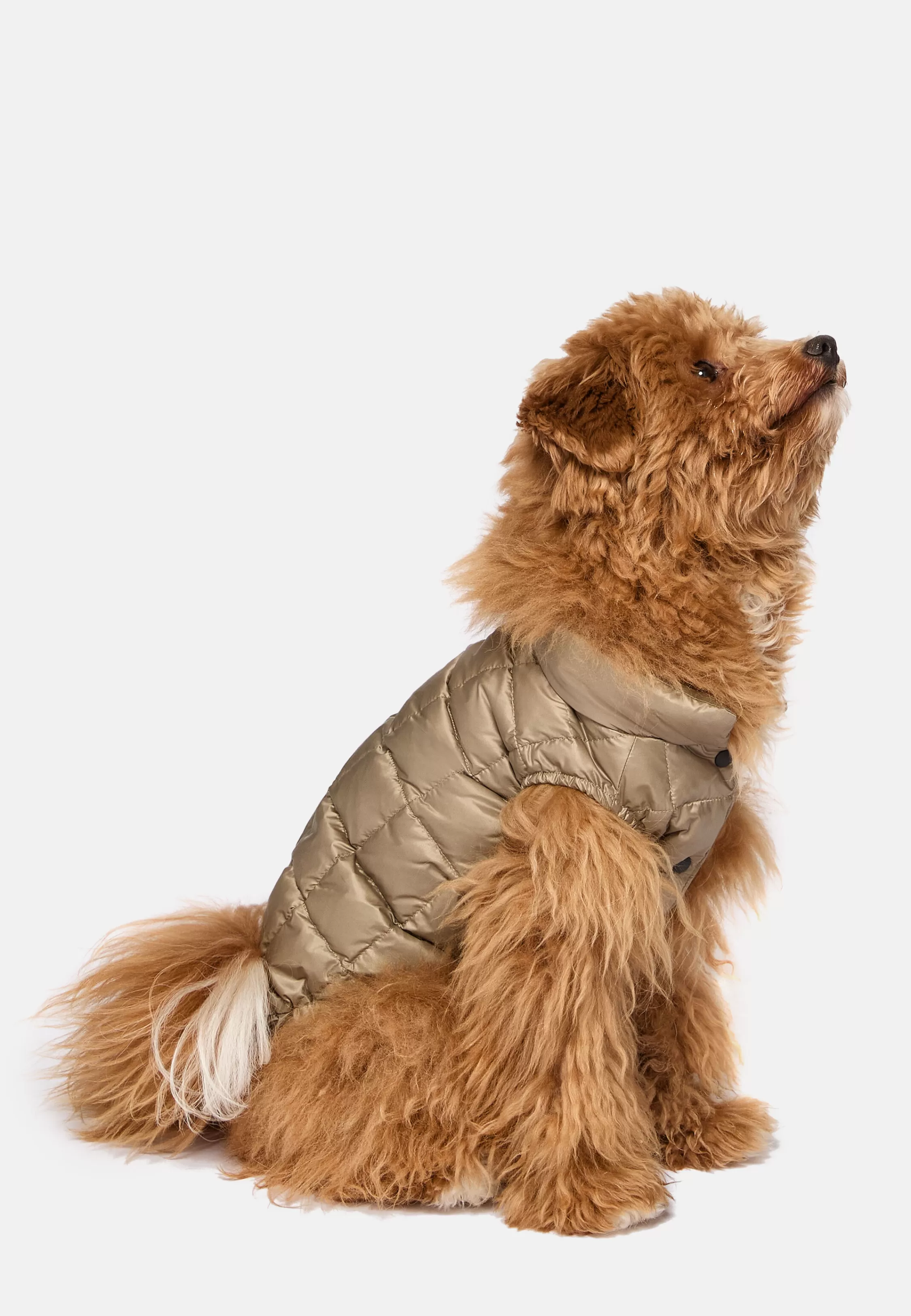 Boggi Milano Technical Fabric Goose Down Bomber Jacket For Dogs